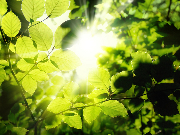 Sonnenstrahlen durch Blätter - Immanuel Naturheilkunde Berlin - Teilnehmende für Studien gesucht